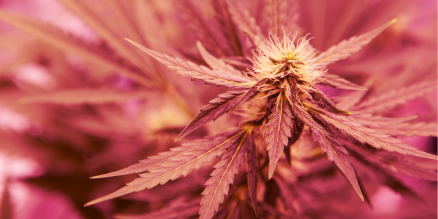 Cannabis flowers beautifully bloom in pink #LED light 🌱

#Oreon #LEDLIGHTGROW #medicalcannabis #indoor #horticulture