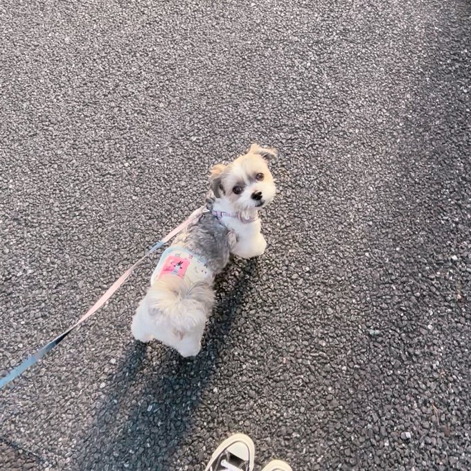 4歳なのにパピーに間違えられた犬🐶🐾  #マルシーズー https://t.co/P4j9tQ31vM<a href="/tag/%E3%83%9E%E3%83%AB%E3%82%B7%E3%83%BC%E3%82%BA%E3%83%BC"class="tags">#マルシーズー</a>