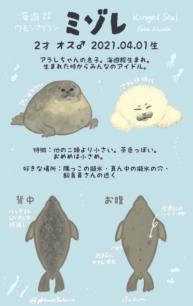 ミゾレくんのお引越しまでとうとうあと数日になってしまいました😢 海