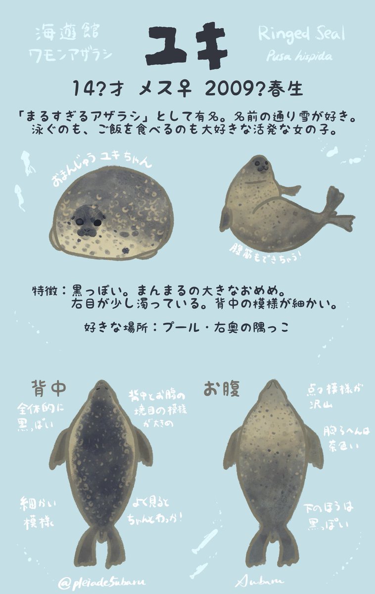 ♥てと様(*´艸｀*)♥ワモンアザラシみぞれ君(*´艸｀*) ♥てと様(*´艸｀*)♥ワモンアザラシみぞれ君(*´艸｀*) The zoo's new