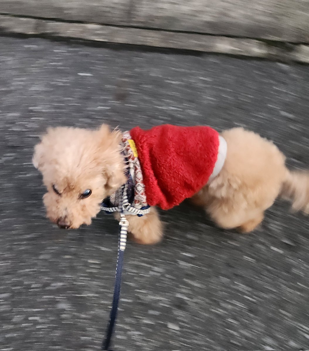 まだまだ走ろうとする14歳。
やっぱやめとく