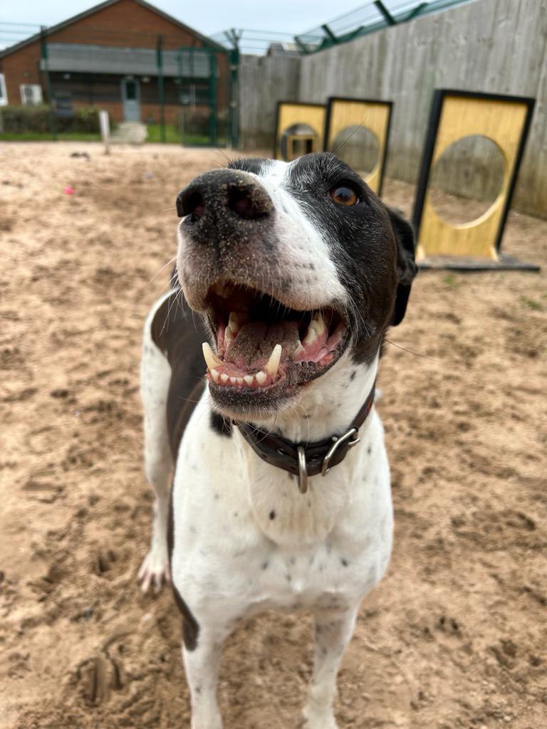 DT_Leeds's tweet photo. Since it’s almost the weekend, here’s handsome Stan looking handsome!
😍

You’re welcome!!😁

Meet Stan👉 https://t.co/97a9cQ3w5x

#rescuedog #pointer #englishpointer #adoptdontshop #rehome #adoptme #adoptadog #leeds #happyface #happydog @DogsTrust https://t.co/QU3HVPSeKq