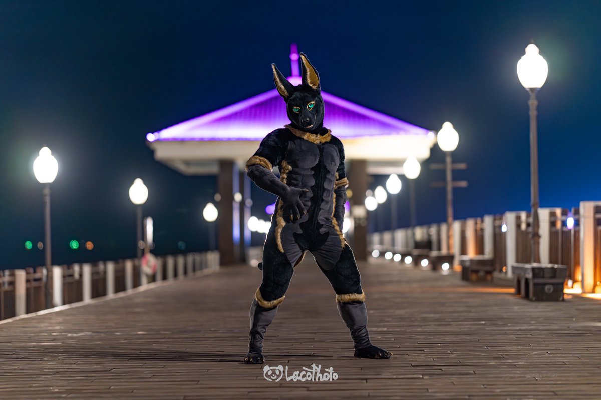 inpw_anubis's tweet photo. Black fur shines in the moon.
#BlackFurDay https://t.co/ofNOJJ1TFl