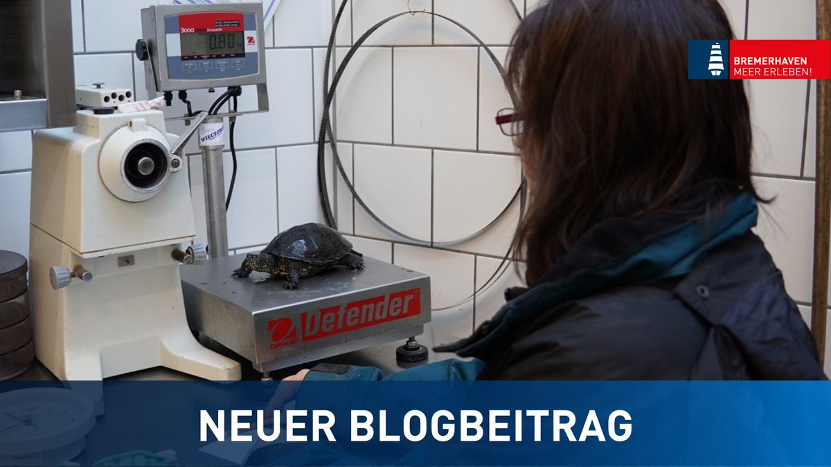Im neuen #Blog vom #zooammeer geht es um die im natürlichen Lebensraum weitestgehend ausgestorbene Restpopulation der #sumpfschildkröte. 🐢

👉 logbuch-bremerhaven.de/ueberwinterung…

#bremerhaven #bremerhavenerleben #aboutcities #tier #reptil