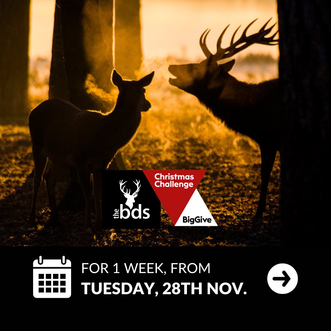 Discover the power of your donation this #BigGiveWeek! From Tues 28th Nov, your gift can go further than ever with Big Give's matched funding - £5 = £10 - to help gather more data on deer, raise awareness & advocate for better decision-making. #deer  🔗bds.org.uk/biggive