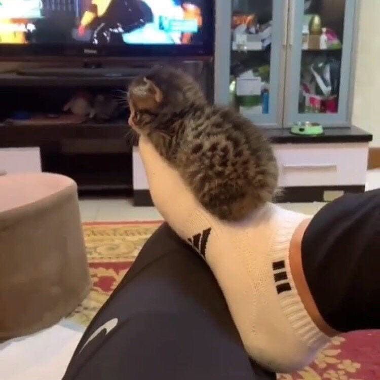 ShouldHaveCat's tweet photo. https://t.co/Fhv3Pi1J8j