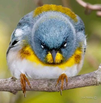 kssirone's tweet image. ißßii pe

maine usko itna dekha
jitna dekha ja saka tha

lekin fir b .. do 
#Aankh&apos;on se 
kitna dekha ja saka tha ... ?

#Shair