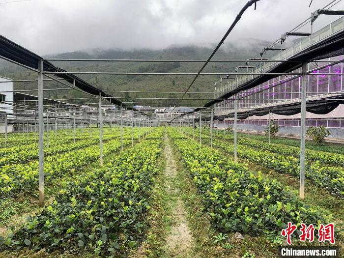 VoiceofPD's tweet image. Chongqing&apos;s Youyang cultivates thriving oil-tea camellia industry to boost rural revitalization
#Chongqing #revitalization
Read full: en.people.cn/n3/2023/1123/c…