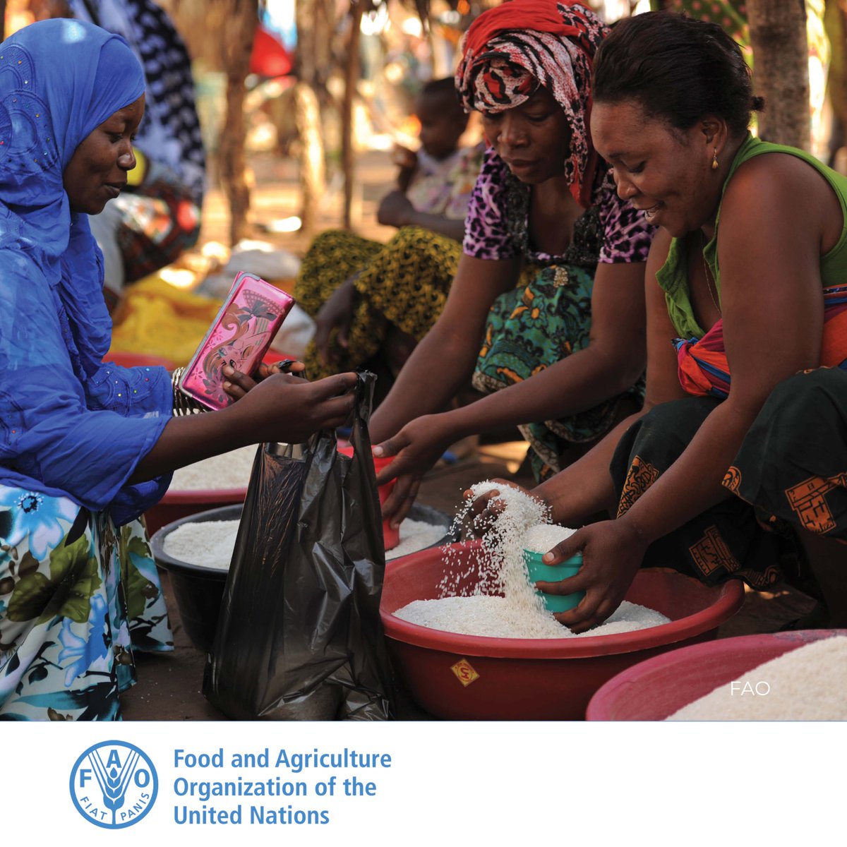 FAOAfrica's tweet photo. The hands that cultivate our food can also sow the seeds of empowerment. 

👉🏿 Women in agrifood systems hold the promise of ending hunger and fostering resilient communities. https://t.co/PBRIE2AlZH