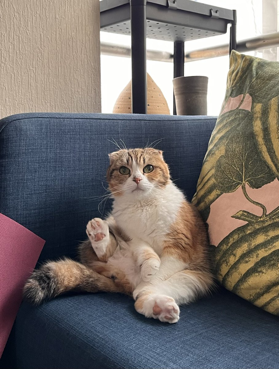 liling / ろりれい tweet media