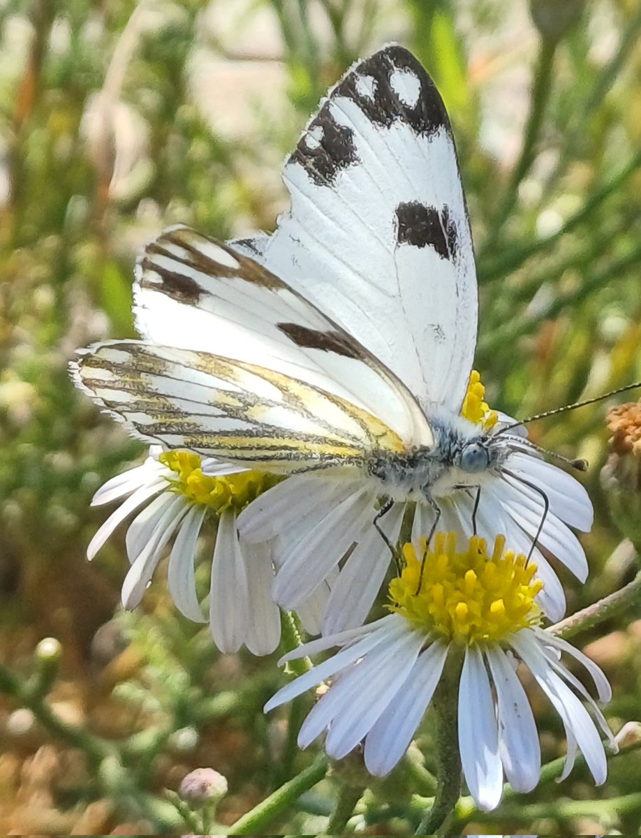 80_incognito's tweet photo. Butterfly on daisy, yellow &amp; white 🦋💐 
#R353 #KarooRoad #KarooTravels #KarooKontrei #KarooSpace #Karoo https://t.co/fdEF2TecwS