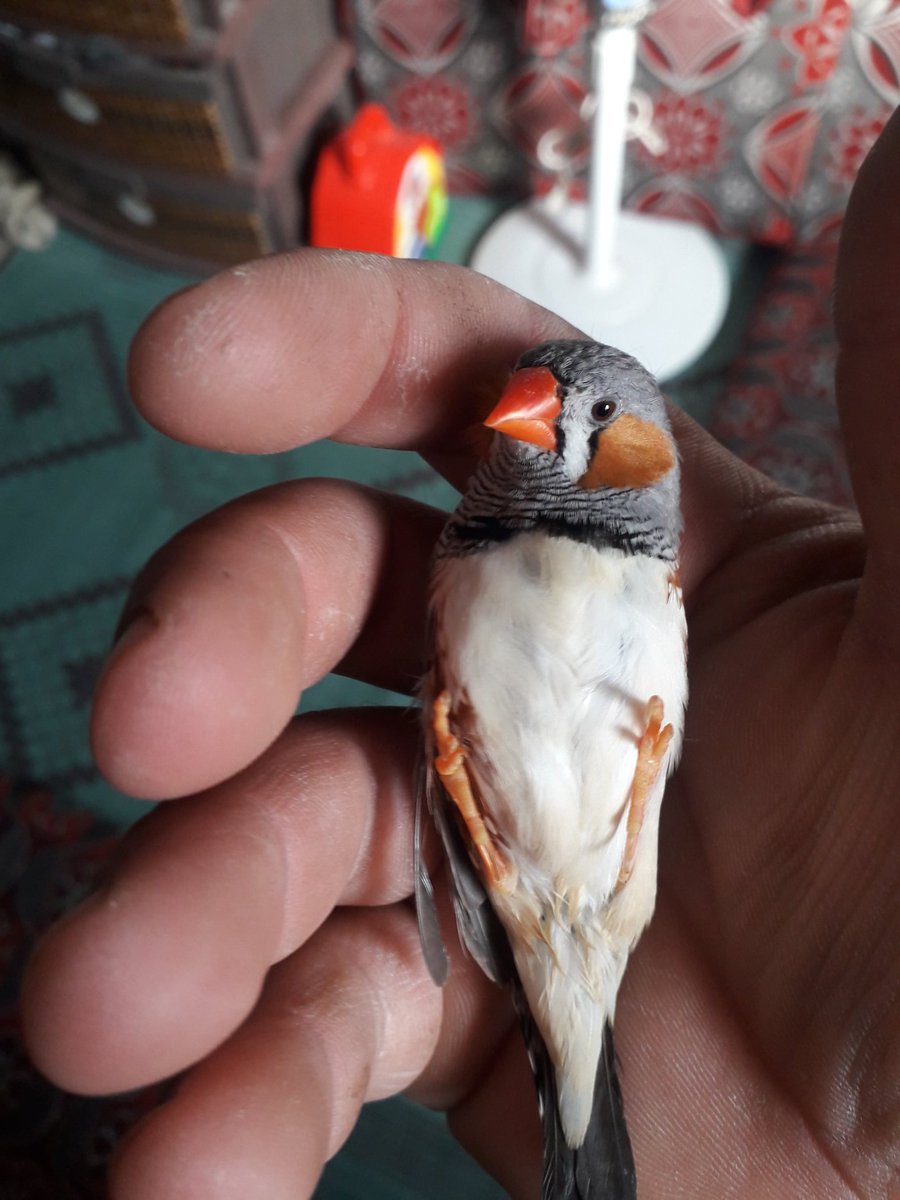 ali91hm's tweet photo. #العصفور 🐦 متظاهر بأنه #ميت ⚰ لكن أظن انه نسي ان يغلق عيونه !
#طيور_الزيبرا 
#Zebra_birds #Zebra_finsh https://t.co/OvurRhQpE8