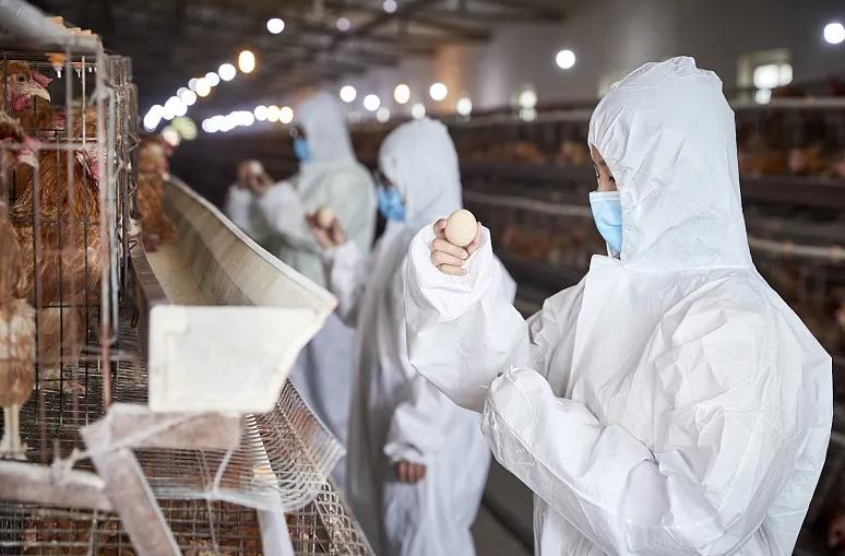LiviCage's tweet photo. Changing world of Chicken Raising Equipment - Poultry Battery Cages for Sale! 🏡

https://t.co/CAlsFKNPMA

#chickenfarm #chickenfarming #chicken #farming  #chickenfarm #automaticequipment #chickenhouse #poultryfarm #poultryfarming #poultrybusiness #layerfarm #chicken https://t.co/lRFNFOyWER