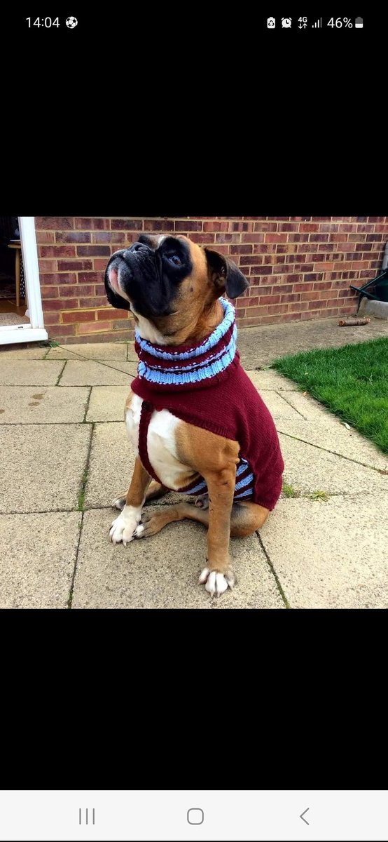 And although Romanian, he supported West Ham when I told him about Florin and llie D....

#xlbullys #boxerdogs
