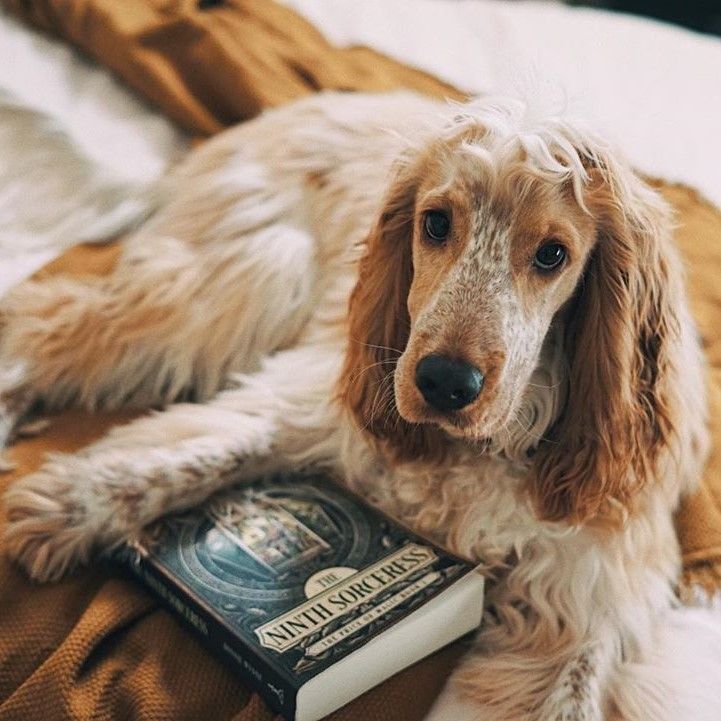 talempress's tweet photo. Great news: all of the books in @itsbonniewynne's PRICE OF MAGIC series are dog-approved! 👏 https://t.co/kHOiXmjVFp