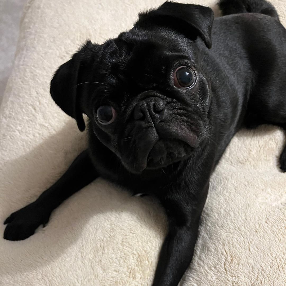 Pug Lovers Unite tweet media