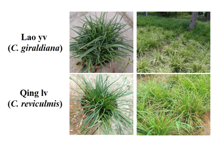 Phytotaxa's tweet image. Development of SSR markers identification system for Carex L. based on RAD sequencing
phytotaxa.mapress.com/pt/article/vie… 
#Taxonomy #Sedges