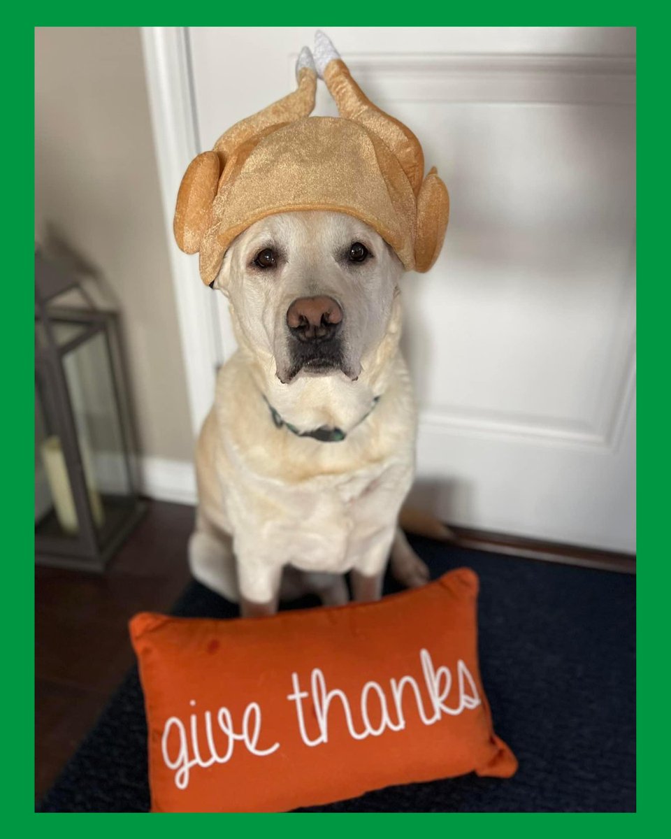 dogs dressed for thanksgiving THE SCALLOP A-LINE MINI DRESS in White Honeycomb Pique COTTON White Honeycomb Pique / 2022SP430 WHP / 0