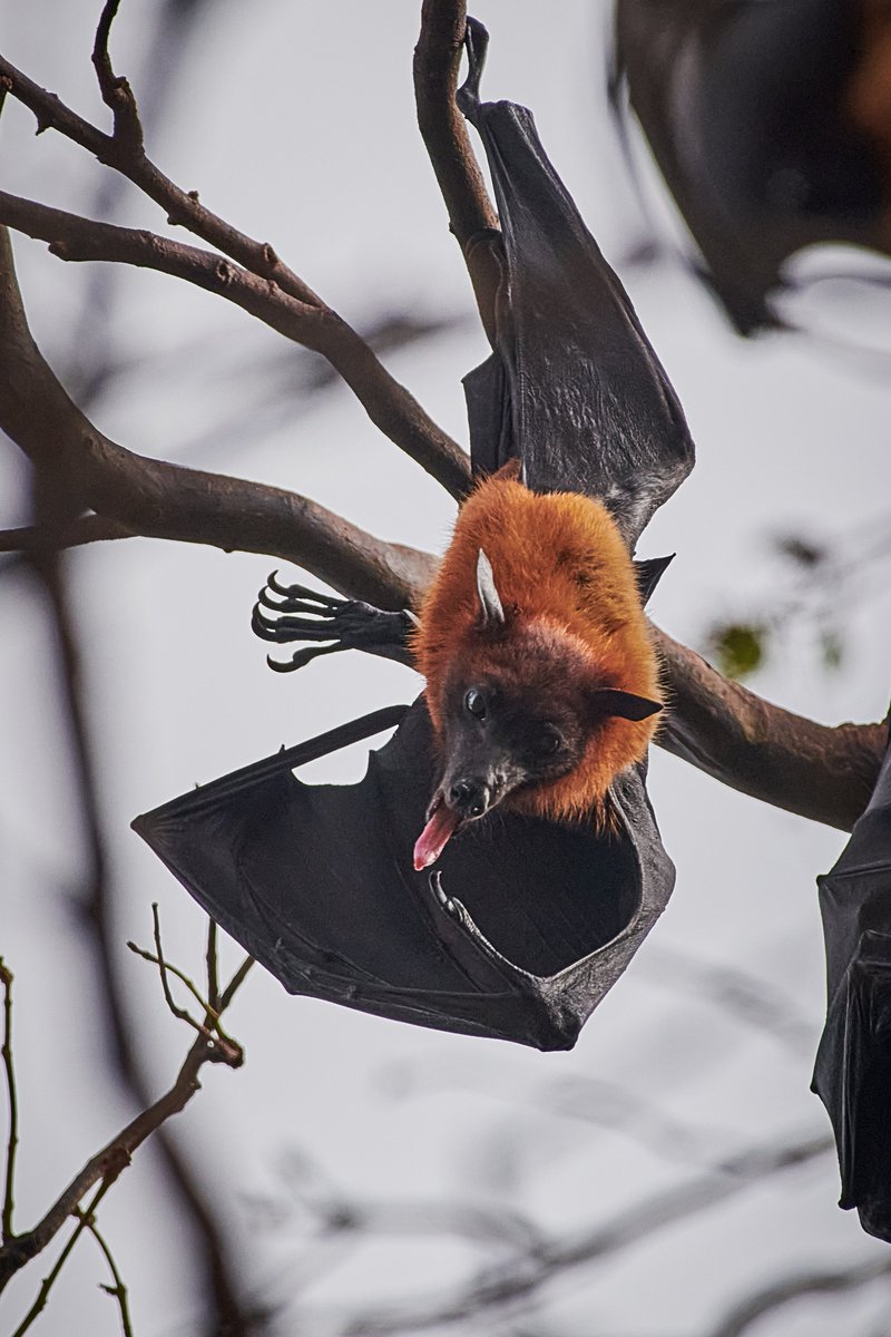 bownaankamal's tweet photo. Dare Devil Indian Flying Fox | Tuticorin | India
.
.
#predator #bownaankamal #natgeoyourlens #indianflyingfox #natgeoplanet #bats #nikonnofilter #natgeowildlife #indianwildlife #planetearth #incredibleindia #jawswildlife #nikon #bat #batsofindia #safarilife #batsofasia #tuticorin #exploringindia #earthinfocus #tamilnadu #earthfocus