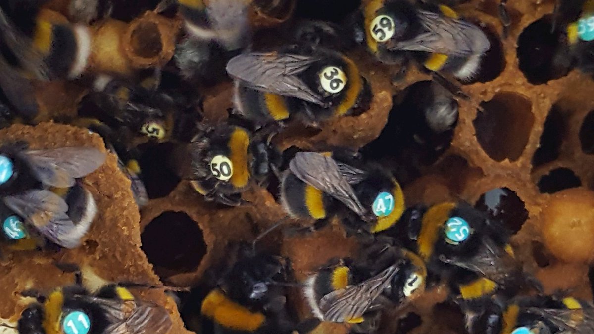 RHUL Biology tweet media