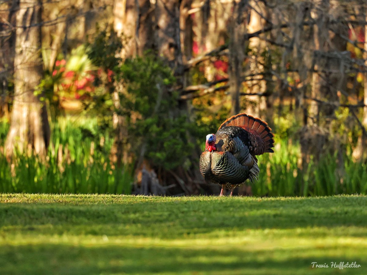 Wishing you a day filled with love, laughter, and the warmth of cherished moments. May your hearts be as full as our Gardens are with the colors of fall. Happy Thanksgiving! 🦃 #BrookgreenGardens #Brookgreen #Thanksgiving #Thankful #FeastMode #GobbleGobble #HappyThanksgiving