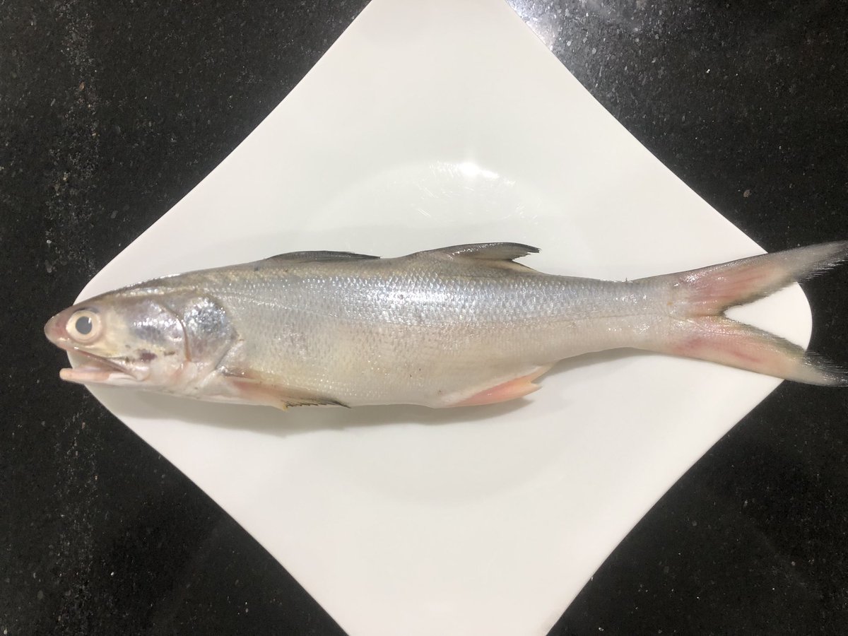 CULI29205325's tweet photo. 今宵の娘🐟は、地味😑味やいかに👅
ミナミコノシロ(Cá chét/Cá nhụ)かな
#34cm
#40K丼
#安い💧🇻🇳では人気ないのかな🤔 https://t.co/uqWhLD2J8t