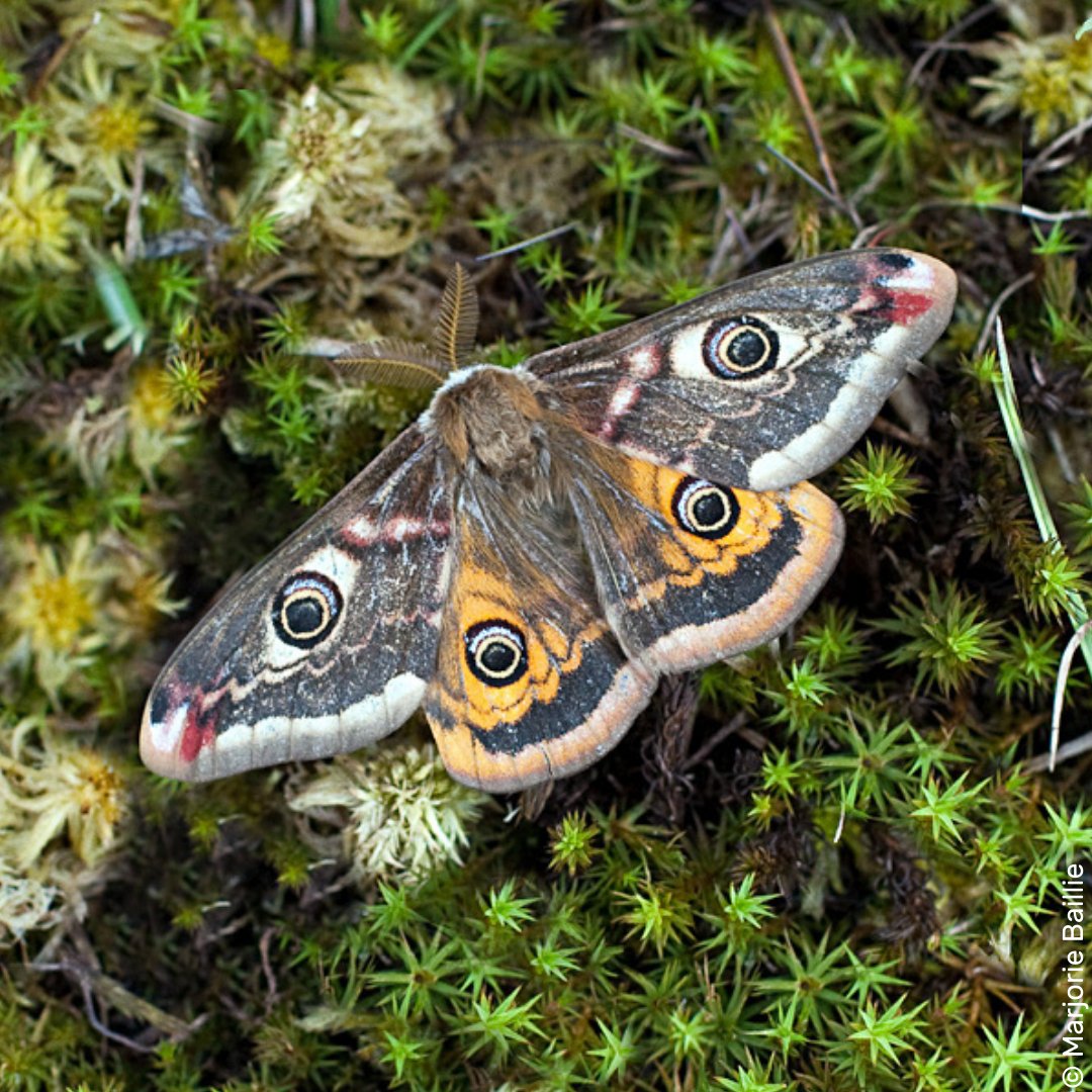 Peatlands are home to some of the UK's most fascinating wildlife (like this emperor moth!) 🌿

Help us protect these amazing places and the species that depend on them by going #peatfree today: somersetwildlife.org/say-no-peat-co…

#Somerset #Peatlands #BogsNotBags