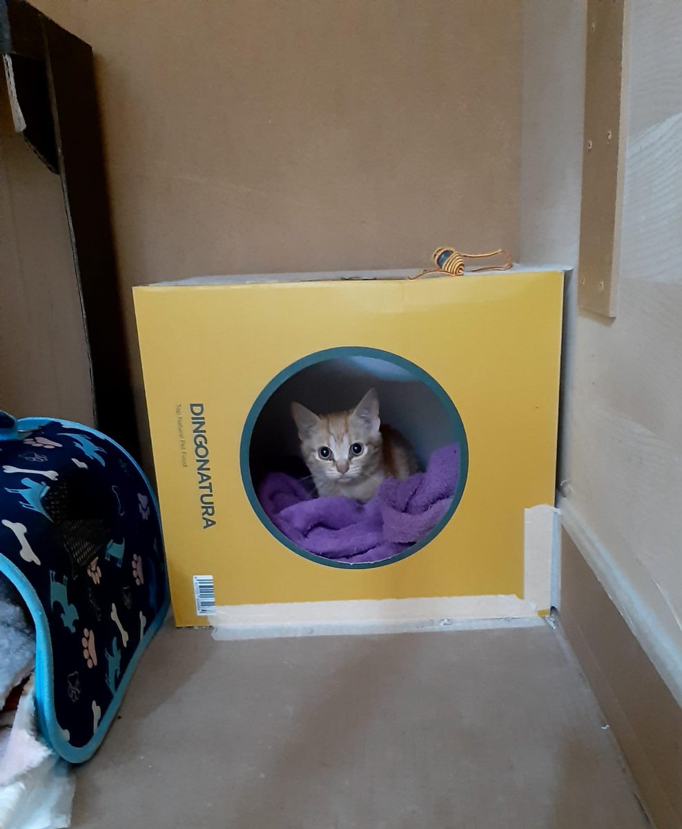 Solopar53137293's tweet photo. #Adopcio Gatet de  tres mesos. #Balaguer #Lleida  Molt sociable. Vivia a una colònia. Presenta enanisme felí. Contacte ☎️ 646-689901 Es dona testat i doble desparasitat. #XarxaCatalunyaAdopcions #XarxaBarcelonaAdopcions #FemXarxa https://t.co/6UEahzAD8w