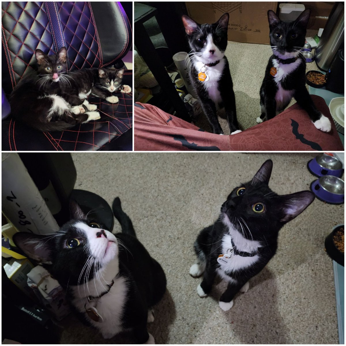 Today is the kittens birthday, a day before my bday. They're 1 year old, so I can't really call them kittens anymore. They grew up so fast from that photo in the top-left! The other photos, they're wide-eyed because I was holding birthday treats. 😆

Happy birthday Loki &amp; Mimir!