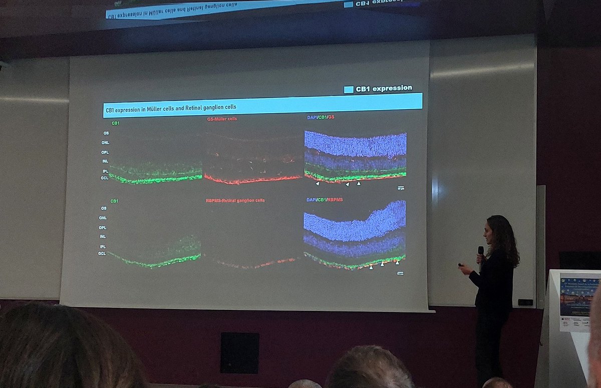 ¡Empezamos las charlas de estudiantes en #SEIC2023! And it's with one of the wonderful organizers (and bright young scientist) <a href="/sandra_beriain/">Sandra Beriain</a> telling us about the role of endocannabinoid system on the retina! <a href="/SEICannabinoide/">SEIC</a>