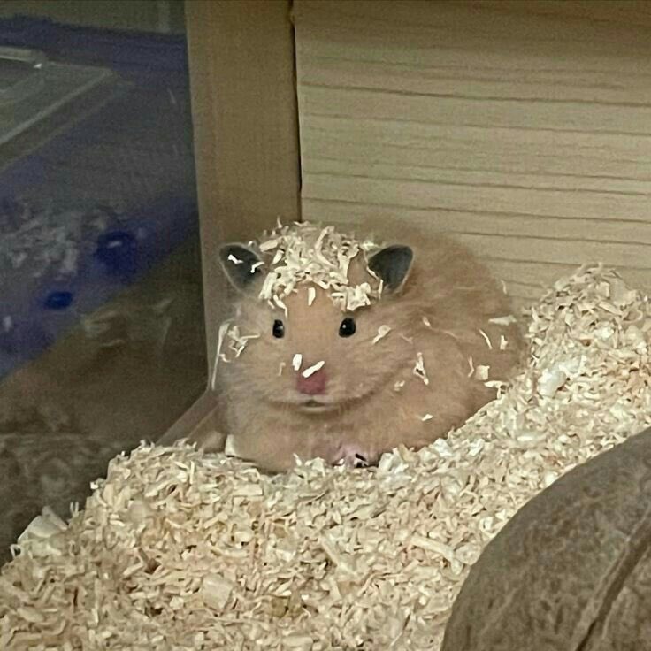 เน้กเปนราย