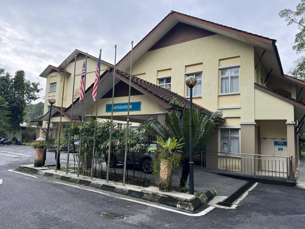 yeewenlow's tweet photo. I’m sure many of us do it! So I took 4 days of vacation leave to visit KEP at @FRIMKepong on a self funded trip to chase Malayan #Syzygium! What an exciting trip and so much to learn and absorb… #workinpeace Found the 2nd collection of the elusive Syzygium spissifolium! https://t.co/67aFFDZOQ2