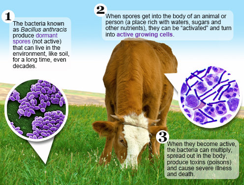 DMavine's tweet photo. Following Anthrax Outbreak in #Kyotera Uganda. What do we need to know???
DEFINITION‼️
A serious infectious disease caused by spore-forming bacteria called Bacillus anthracis. It’s zoonotic simply meaning that it’s transmissible from animals to humans. Humans can catch the disease from infected animals or thru contaminated animal products. 

FORMS OF ANTHRAX‼️
1. Cutaneous/skin.
Most common form & usually contracted when someone with a break in their skin comes into direct contact with anthrax spores. Black sore is most common presentation. 
2. Gastro-Intestinal
Eating meat from an infected animal. 
Normally presents as severe food poisoning. 
3. Inhalation/Pulmonary. 
Rare but most severe form. Initial symptoms are flue-like however can quickly worsen to breathing complications. 

MANAGEMENT‼️
1. Patients respond well to antibiotics however all cases need Hospitalization.
2. Early detection of outbreaks, quarantine of affected premises, destruction of diseased animals & formites. 
3. Implementation of appropriate sanitary procedures to ensure safety of products of animal origin intended for human consumption is key. 
Reference:#WHO #CDC.
