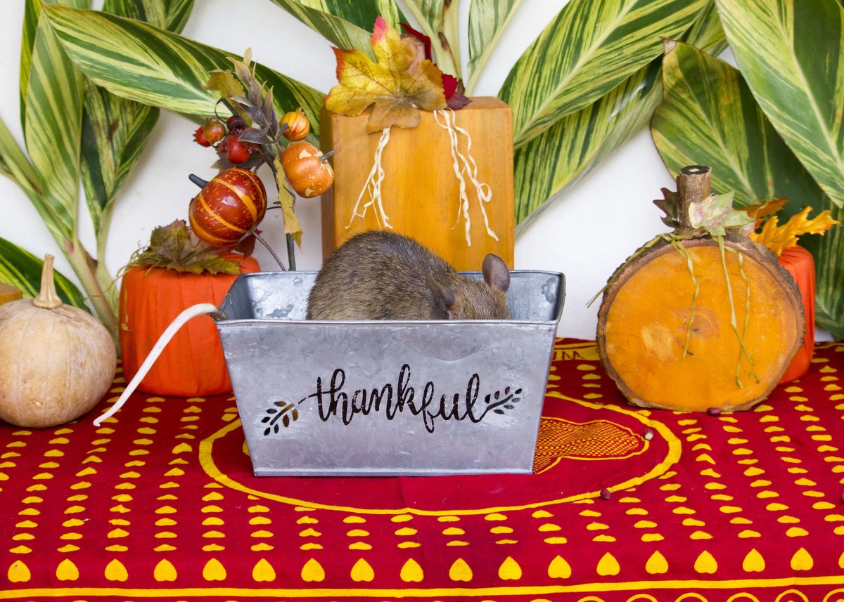 #HappyThanksgiving from all of us at #APOPO! 🦃🍂 We're thankful for our amazing HeroRATs, our skilled handlers, passionate team, and for our supporters and partners - together, we're making a real impact on communities in need. #ThankfulForHeroes #GratitudeInAction #APOPOImpact