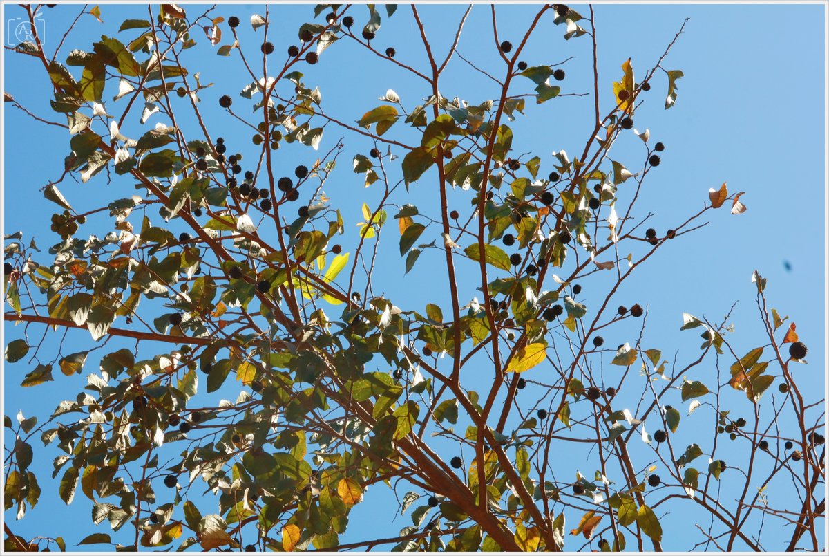 Black Jaguar Foundation tweet media