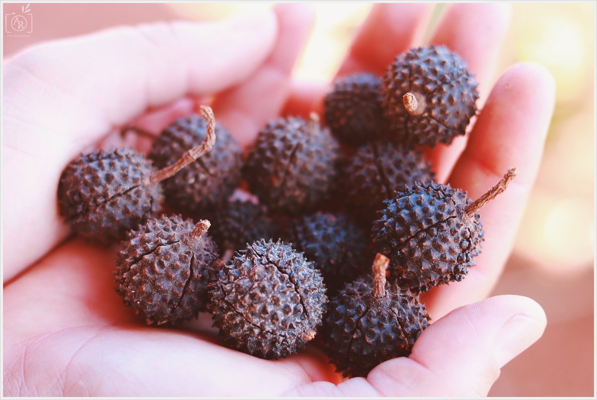Celebrate with us as more seedlings are growing in our nursery! 🤩 Do you know which species they are? 🌱