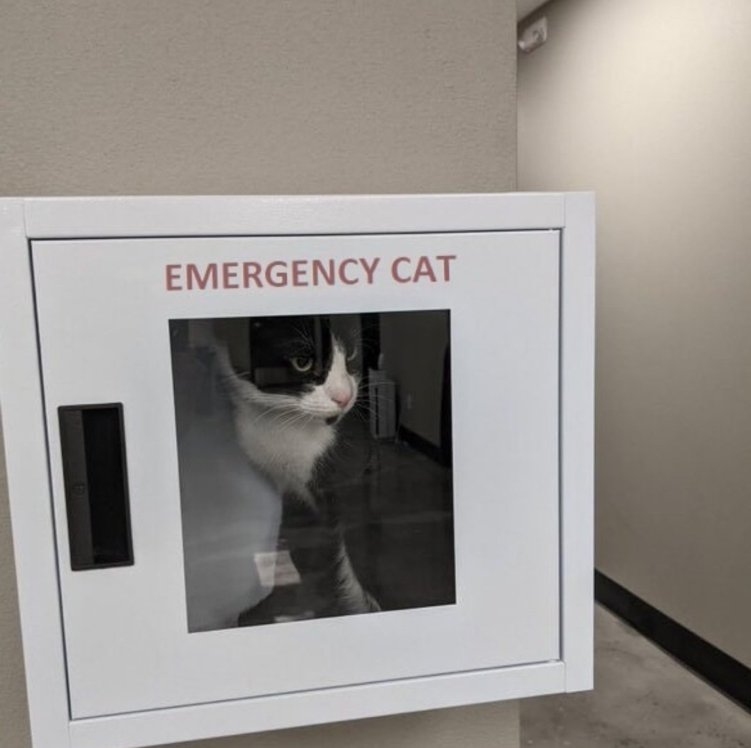 smol silly cat (@catsillyness) on Twitter photo 