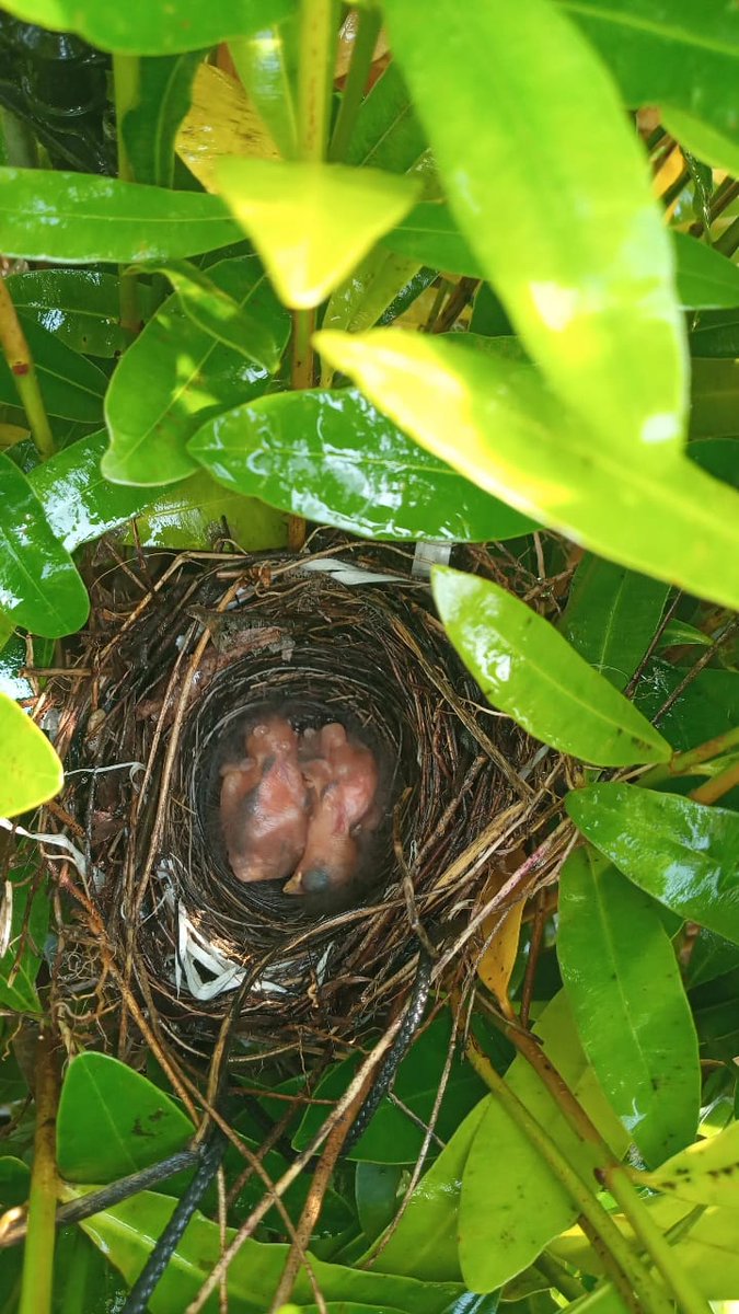 Celebrating a new life! Another nest was built among the seedlings at our nursery 🐣💛 🐣 💛