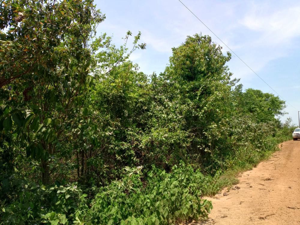 Look at all those young healthy trees growing tall on one of our restoration sites – they were planted less than three years ago! 🌳🌳