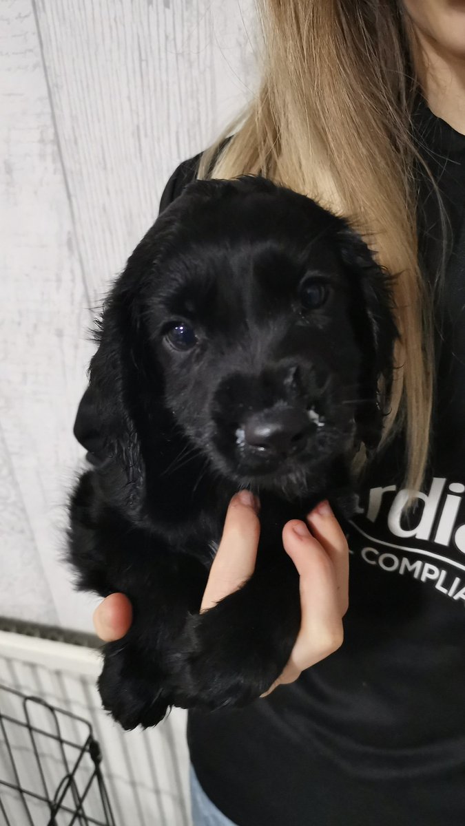 bigthing1's tweet image. X2 girl cocker pups available pick up south yorkshire, inbox me for more details, will be chipped, de-flead and wormed.
