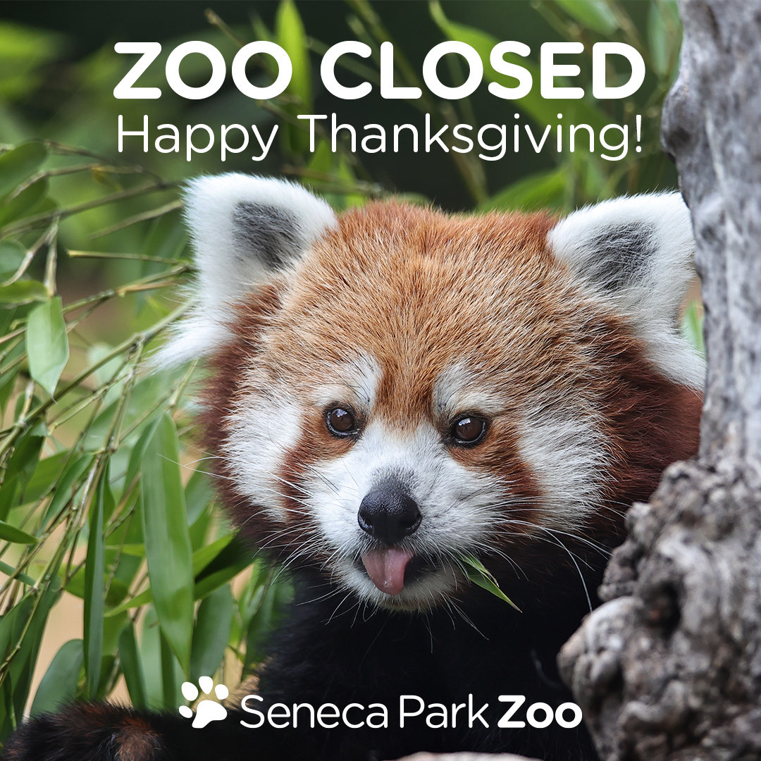 Happy Thanksgiving from the Zoo to you! We are closed today but back to normal hours (10-4, last entry 3) tomorrow. There is always so much to be thankful for, starting with the support and love we regularly receive from our community. We are nothing without you! 🧡