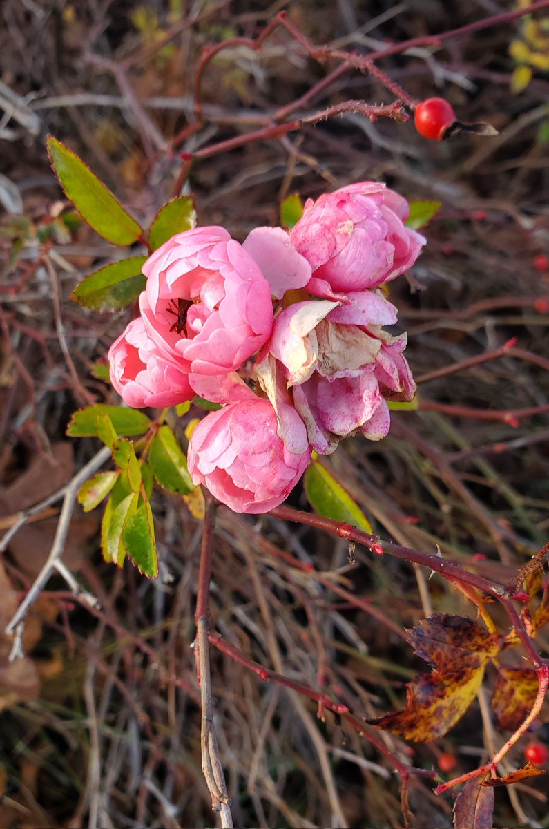 Autumn flowers
.
.
.
#olha_varnali #feelthenature #abstractionist #watercolorartist #mixedmediaartist #landscapepainter #autumn #autumnvibes #naturelover #loveautumn #flowers #Herbst 
#NaturePhotography #NatureBeauty #mobilephotography