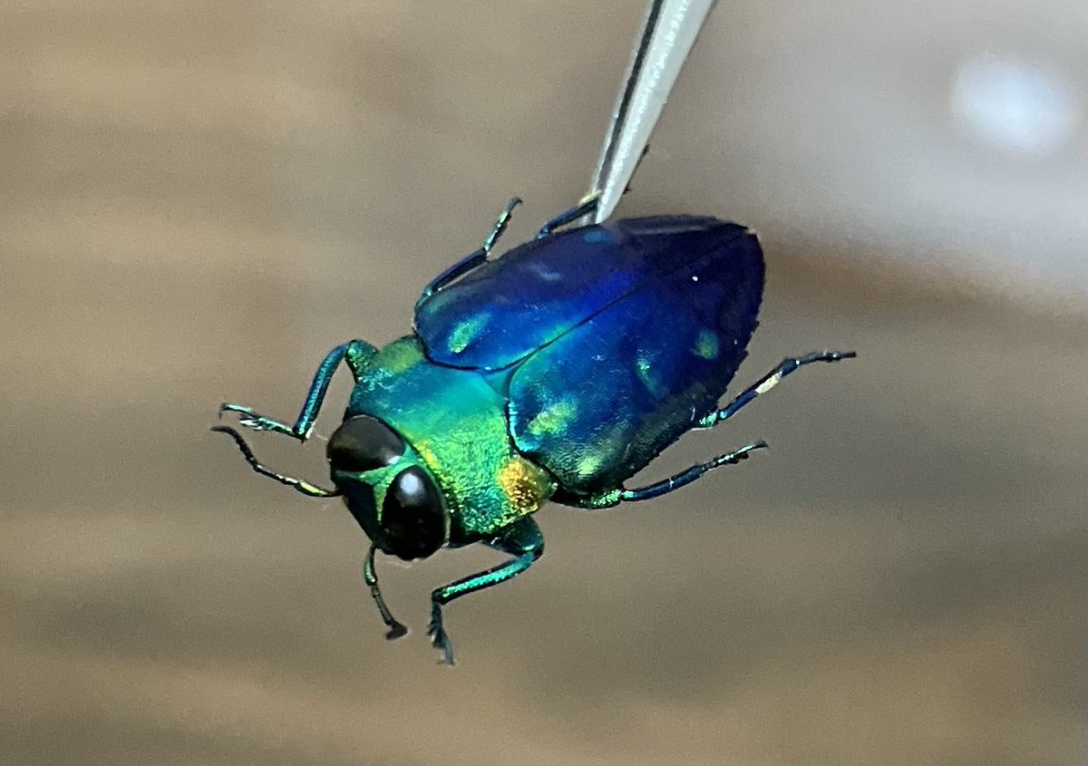 Chrysobothris cyanipennis from INDONESIA インドネシアのオーロラ