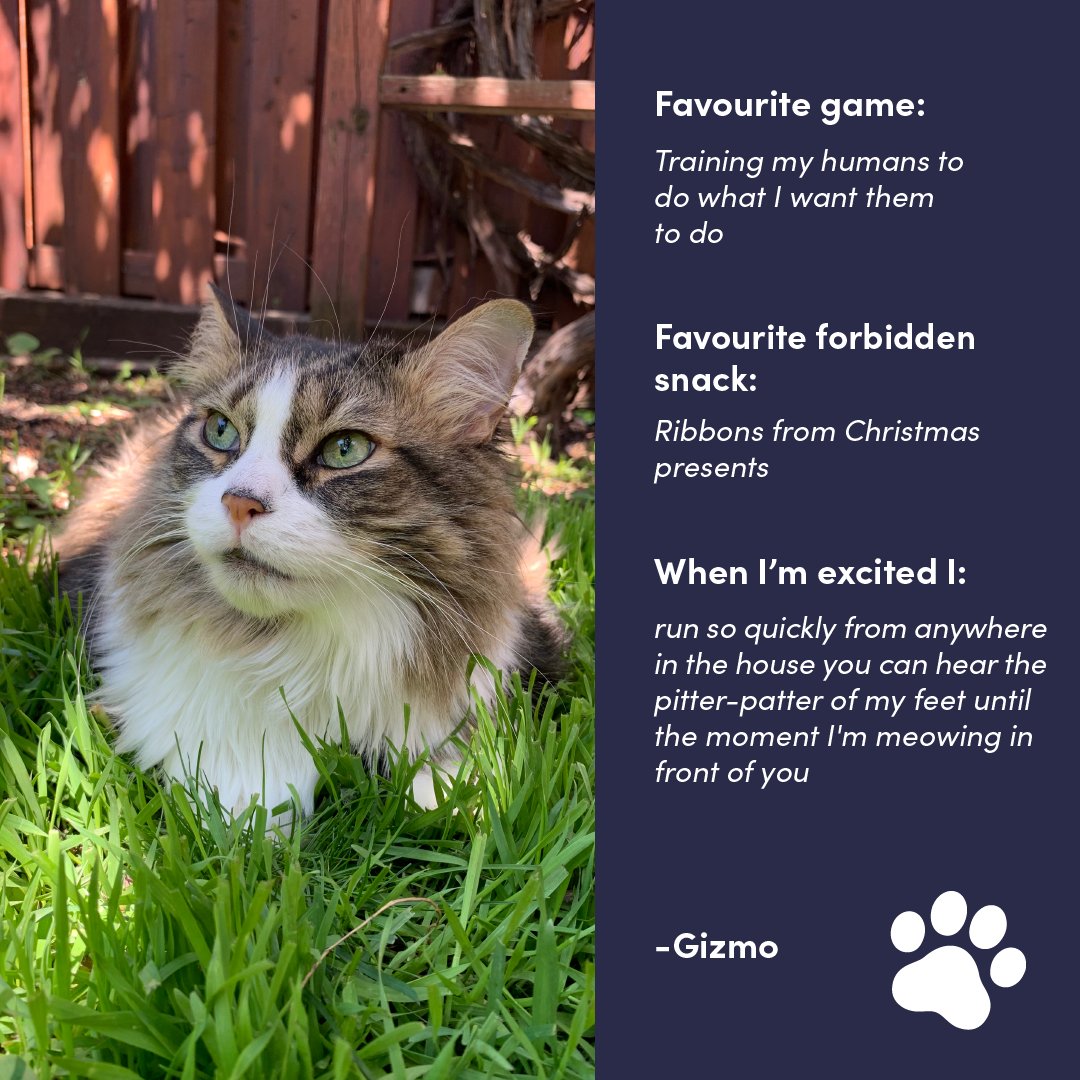 Introducing the fluffy king of November, Gizmo! 

With the holidays just around the corner, Gizmo can't wait to dive into a pile of shiny, playful ribbons from all the presents 🎁 Watch out, <a href="/timfernihough/">Tim Fernihough</a>!