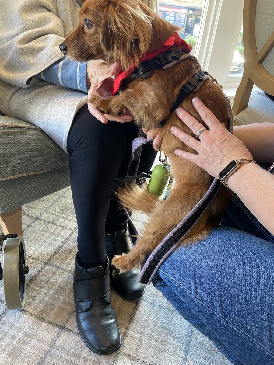 My rescue Gracie has become a befriending dog for the elderly. We visit a local care home for cuddles. Seeing the eyes of residents light up brings so much joy ❤️ #rescuedogs #dogsoftwitter #Newcastle