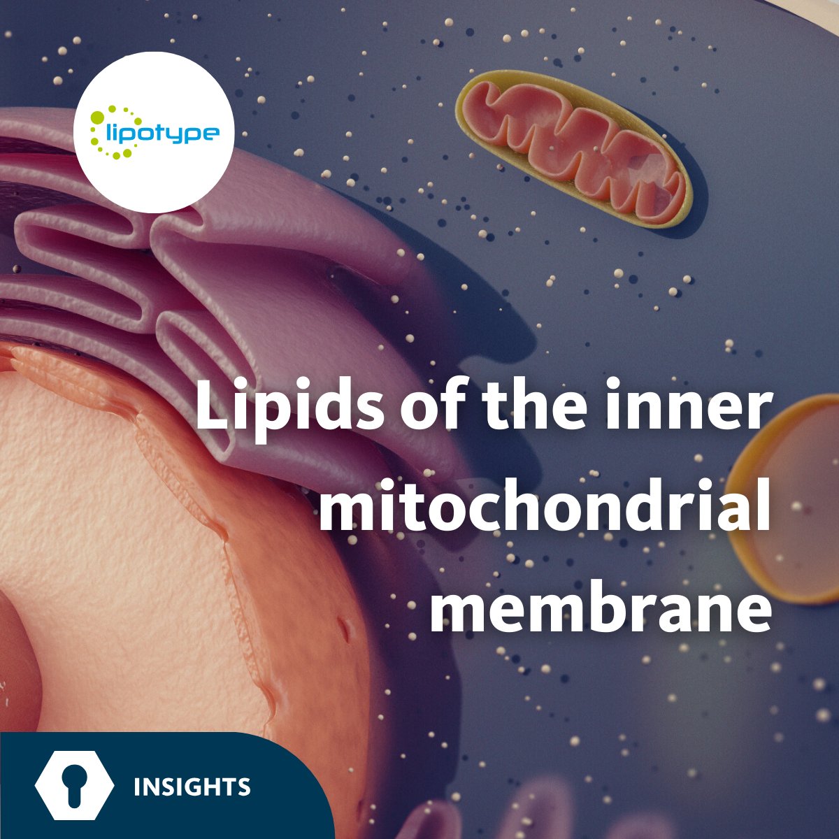 #Cardiolipin acts as a buffer against curvature loss in the inner #mitochondrial membrane.

More:
lipotype.com/lipidomics-res…

#MitochondrialResearch #research #lipid #lipidomics #LipidMetabolism #lipotype #lipidome #mitochondria #phospholipid #cardiolipin #cristae #ATP