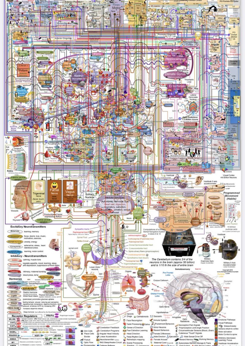 OGdukeneurosurg's tweet image. Simple explanation of the Brain in a nutshell
