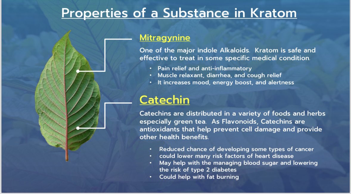 AmnardKit's tweet image. #KRATOM Thai thai
Kratom thai thai is fresh, green, GMP and ready to sale ….from farm to Table..
Kratom Leaves, kratom powder, kratom isolated as Spray dry etc.