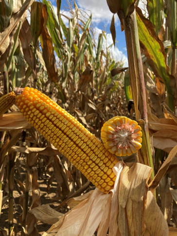 DEKALB_FR's tweet photo. "DKC4231 optimise les ressources en eau 💧 avec un rendement élevé en toutes situations, il répondra aux exigences climatiques de demain"

💪Labellisé DK’Optimeau, DKC4231 fait partie de la gamme qui se comportent le mieux face aux conditions de stress hydrique
#NouveauChouchou https://t.co/sHmcEOTcTA