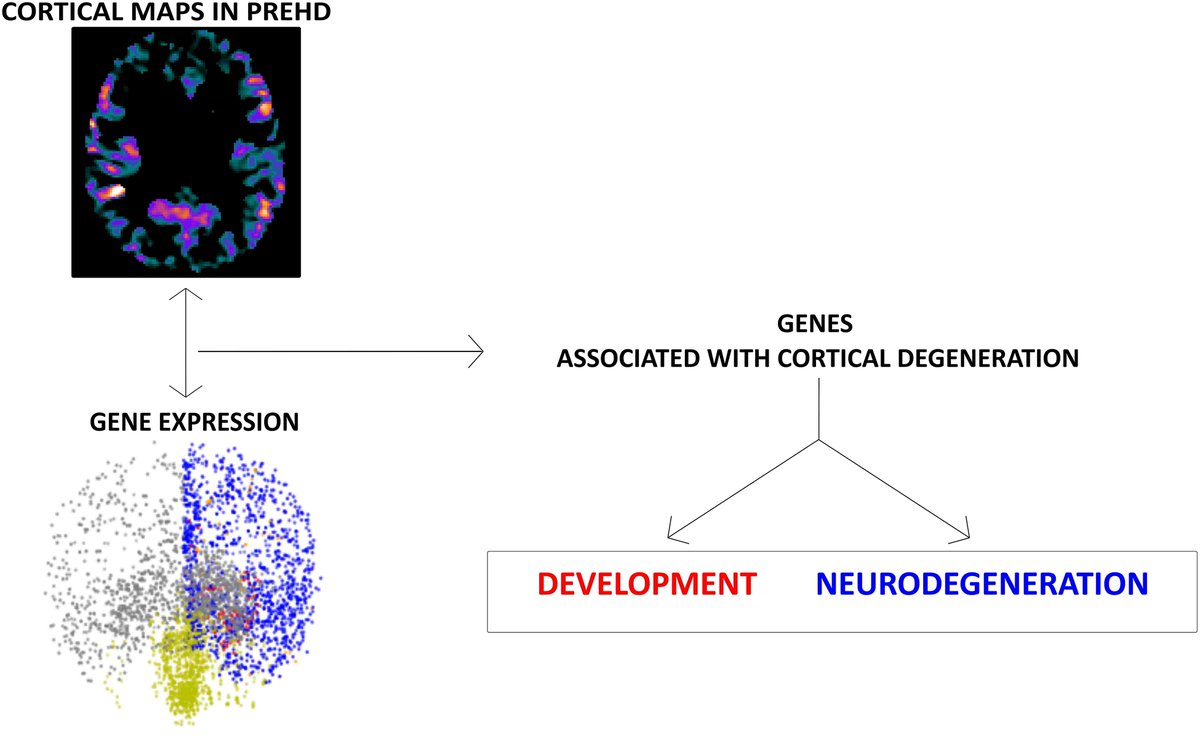 Brain1878's tweet photo. Using multimodal MRI, Estevez-Fraga et al. reveal associations between cortical cell loss in premanifest Huntington's disease and the expression of developmental genes and genes implicated in neurodegeneration. https://t.co/kSdfNAIYgJ; https://t.co/aBA6zVkytR https://t.co/WsjOOcWoh6